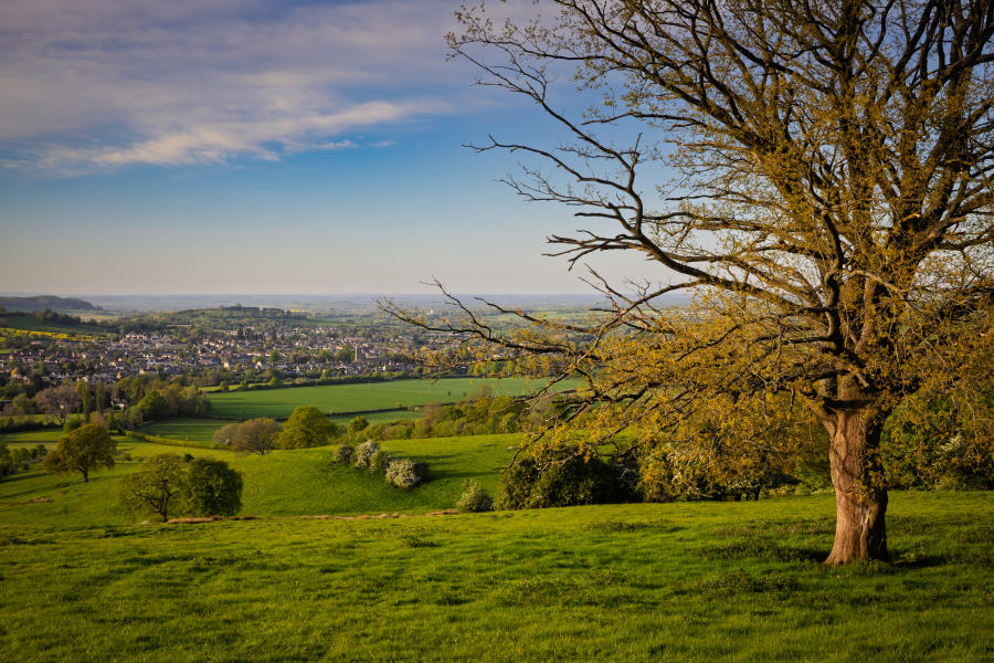 Book the Cotswolds - Wonderful Winchcombe Rolling green countryside with a wide grassy field in the foreground, leading to a gently sloping valley dotted with hedgerows, trees, and patchwork farmland. A large tree with bare branches stands prominently on the right side, its trunk and limbs catching warm sunlight. In the distance, Winchcombe spreads across the landscape under a partly cloudy sky with soft blue and golden tones, suggesting late afternoon light.