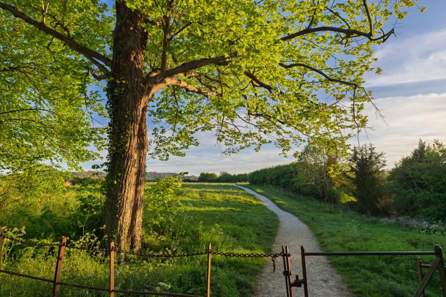 Book the Cotswolds - Wonderful Winchcombe A large leafy tree with a thick trunk dominates the left foreground, its green canopy spreading wide in warm sunlight. Beneath the tree, a grassy hillside slopes gently downward, leading to a winding dirt path that curves through the landscape toward the distance. A simple metal gate and fence run across the lower edge of the scene. Beyond the path, rolling fields and hedgerows stretch across the countryside, with clusters of trees and low vegetation under a partly cloudy sky. The lighting is soft and golden, suggesting early morning or late afternoon.